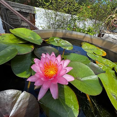 Lotus Garden - Ile De La Reunion Villa Ravine des Cabris Exterior photo